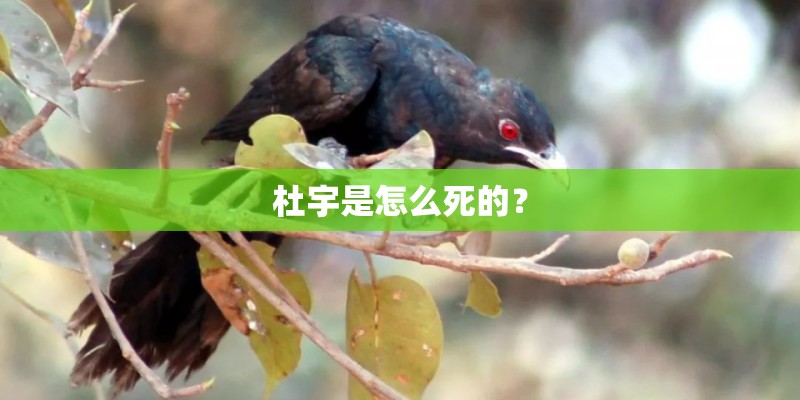杜宇是怎么死的？