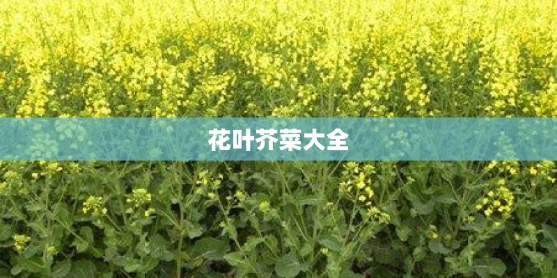 游戏王所有禁止卡
