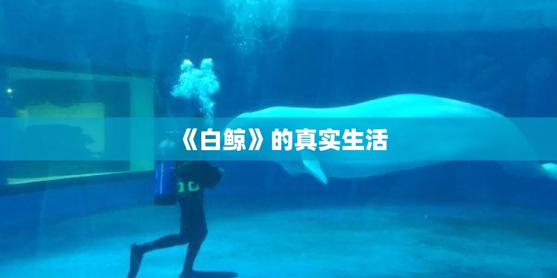 《白鲸》的真实生活